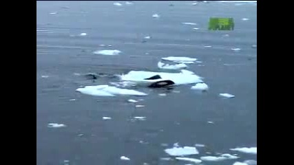 Orcas Attack Seal