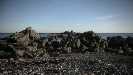 Seals at red rocks 