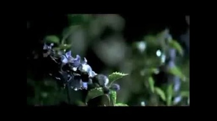 Taylor Swift - Love Story