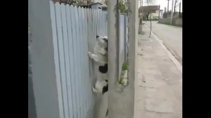 Поредното Куче Нинджа
