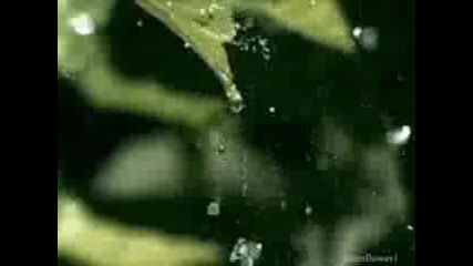 Ernesto Cortazar - Tears