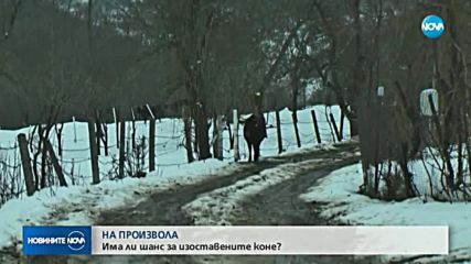 Има ли шанс за изоставените коне?