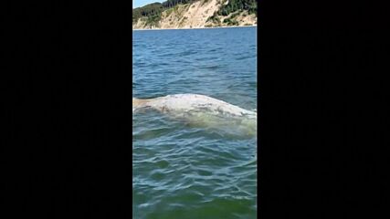 Кит, изгубил се в Балтийско море край Полша, се върна в океана (ВИДЕО)