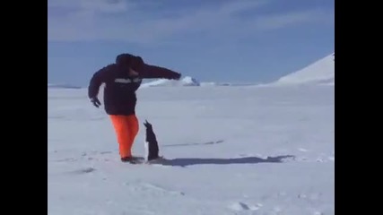 Пингвин атакува