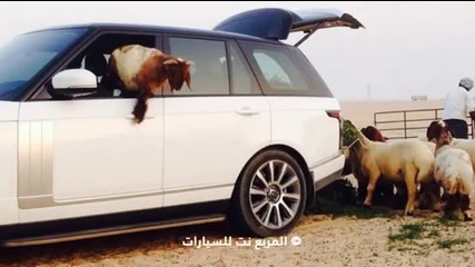 Арабска хранилка за овце