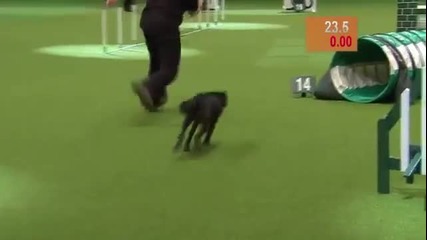 Куче се излага на състезание