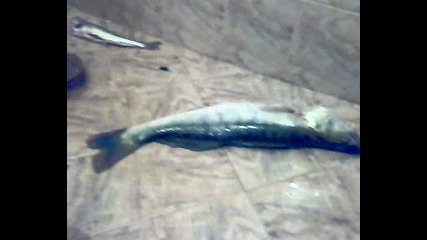 три килограмова бяла риба от жрабчево
