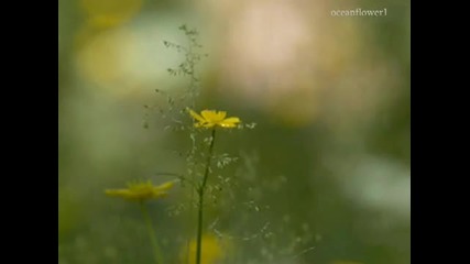 Yanni & Enya - Avrils Dance 