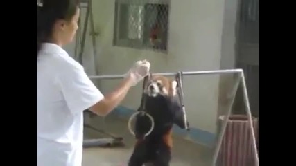 Очарователна панда обича да прави гимнастика... (халки )
