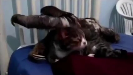 Ленивец гушка и шепне на уше на котка.