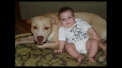 Pit Bull Myths