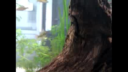Звездни сомчета (ancistrus dolichopterus)