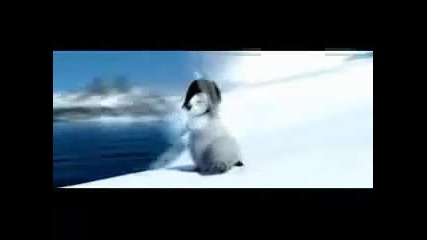 пингвинче играе кючек