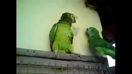 Чуйте как сладко пеят тези две папагалчета
