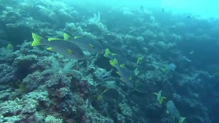 Морски Свят