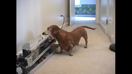 Това куче ще ви изуми с маниерите си!!! :) Смях