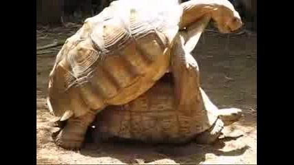 Turtles Feel Like Making Love