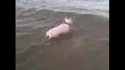Бултериерът Виктор на морска разходка