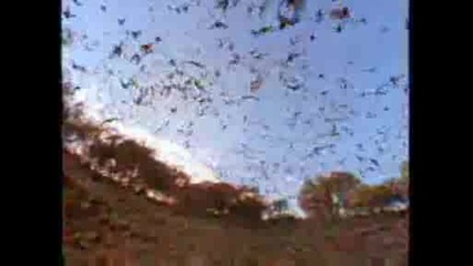 National Geographic - Mexican Freetail Bats