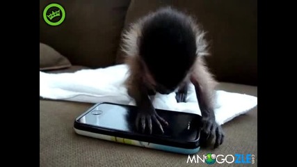 Маймунка играе на Iphone