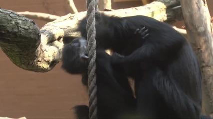 Motherly love for baby francois langur