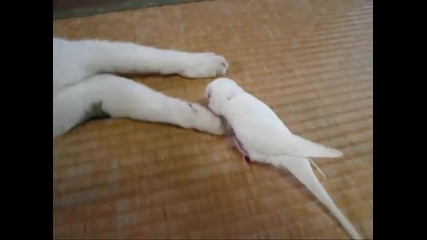 cat playing with a bird, really very cool