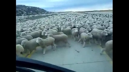 Супер голямо стадо с овце блокира пътя!