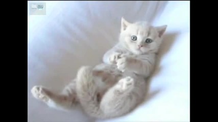 Gattino semplicemente adorabile !
