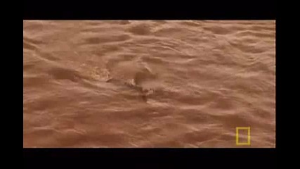 Ng  Blind - Croc Mystery 
