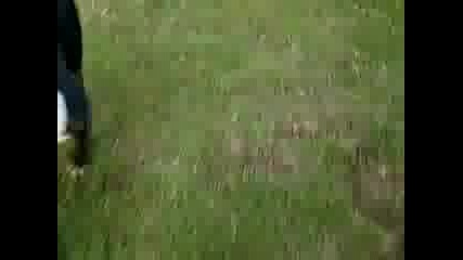 bullterieri igraqt 