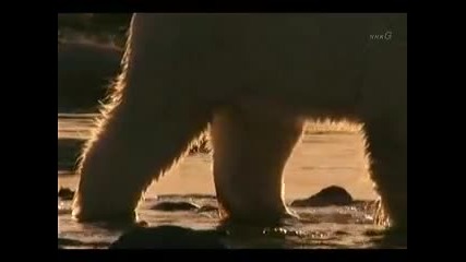Clever Polar Bear Stalks Seal