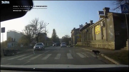 Куче пресича на пешеходна пътека!