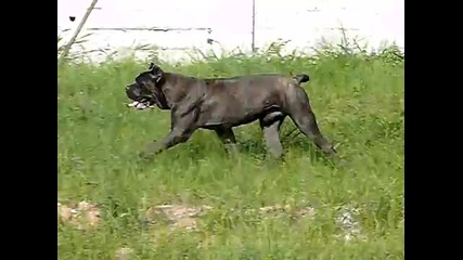 Doran Zadoque - Cane Corso Massudo