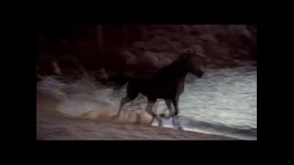 Black Dream - Black Stallion