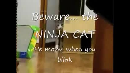 котка нинджа xd