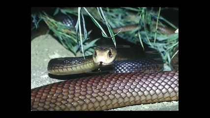Топ 10 най-опасни змии