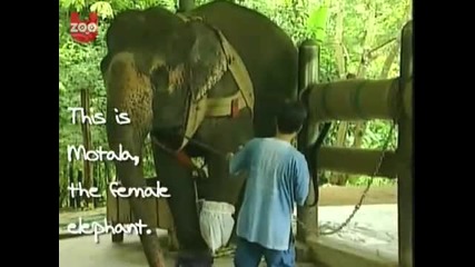 Слон се сдобива с изкуствен крак след инцидент със земна мина