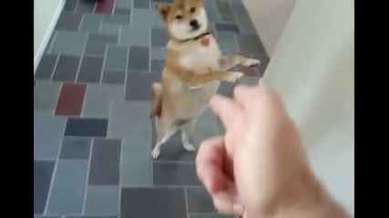 Много талантливо куче много яко