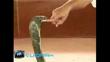 Човек си играе с опасни кобри