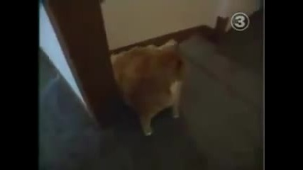 Най - дебелата котка в света