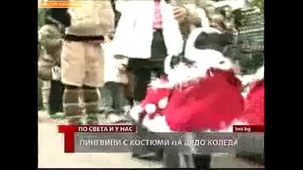 Пингвини като Дядо Коледа 07.12.09 