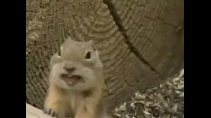 Котка Гледа chipmunks