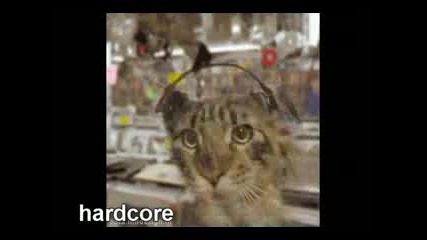Record Store Cats. Full Version