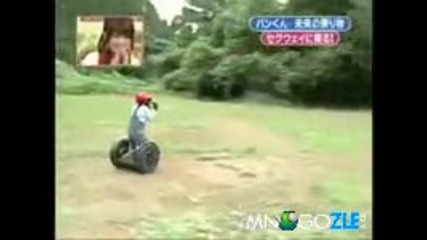 Японец учи шимпанзе да кара. [много смях]