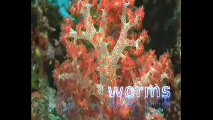 Приключението - Коралов Риф 
