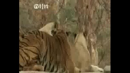 Лъв с/у Тигър