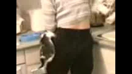 Funny_cats_1