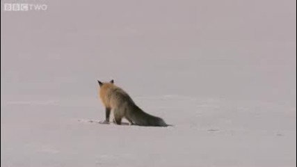 Удивителна снежна лисица ловува по странен начин - Bbc