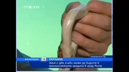 Двуглава змия - Албинос