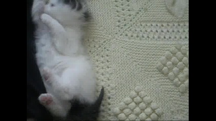 котенца 
